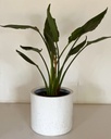 Size 7 Plant and Pot Gift Combo