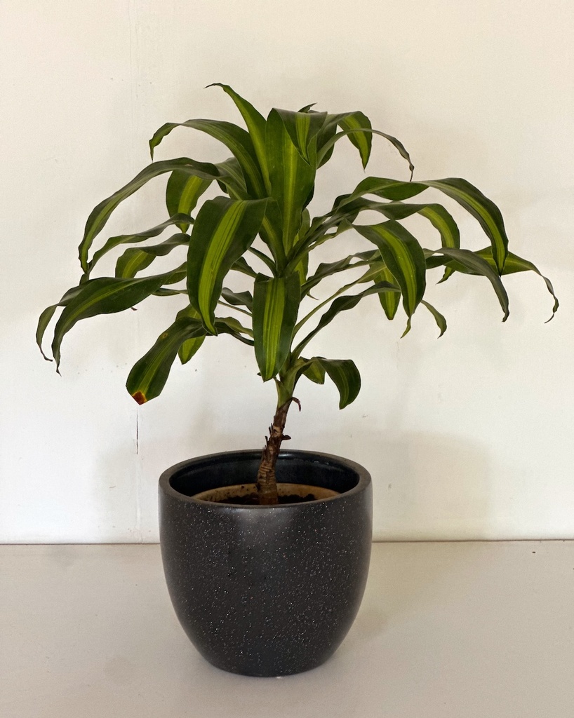 Size 8 Plant and Pot Gift Combo