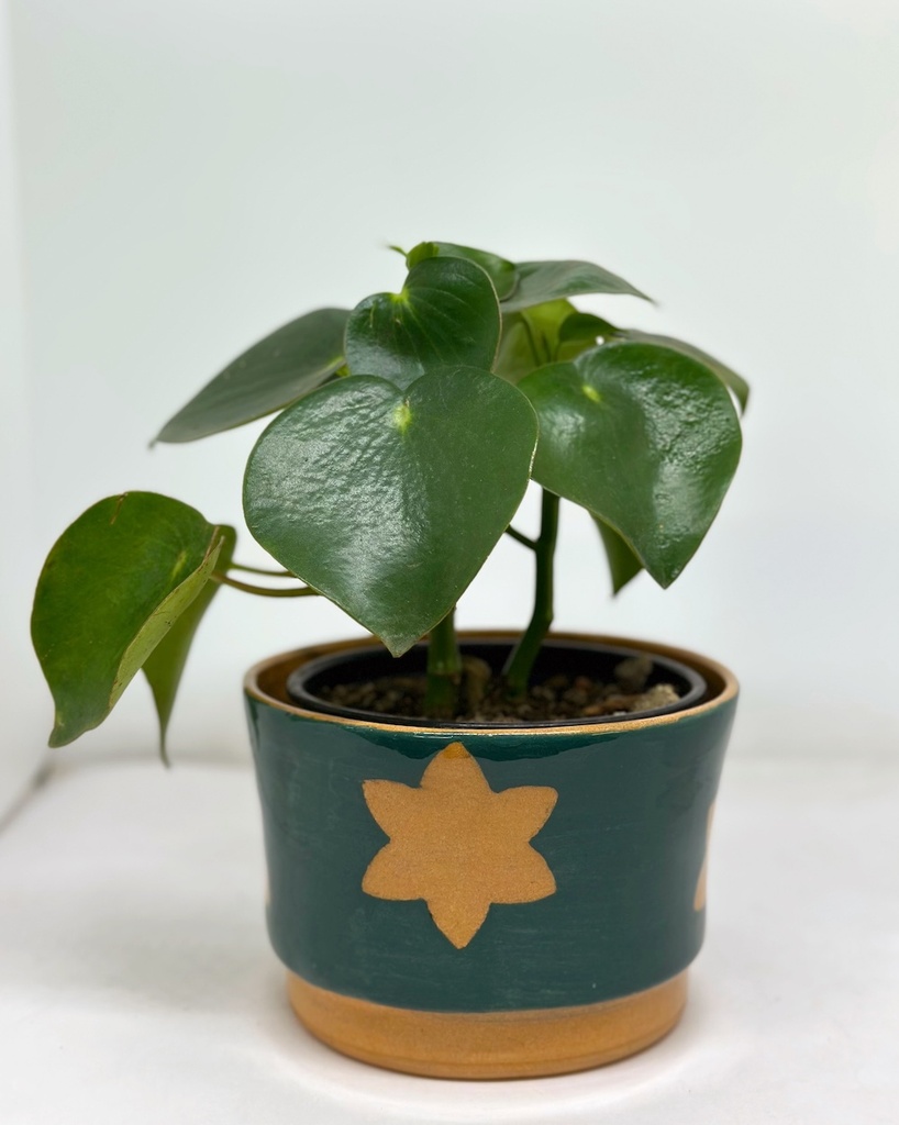 Star Ltd Edition Pot