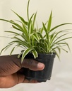 Chlorophytum comosum