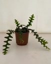 Disocactus anguliger