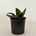 Sansevieria hahnii 'Black Star'