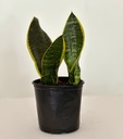 Sansevieria laurentii 'Mini'