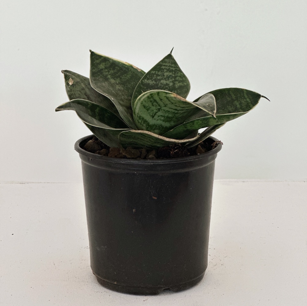 Sansevieria hahnii