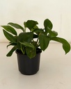 Monstera lechleriana 