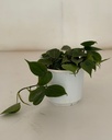 Philodendron hederacaeum