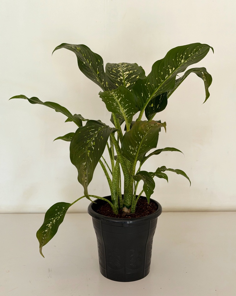 Dieffenbachia 'Crocodile' 