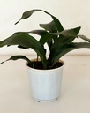 Aspidistra elatior 