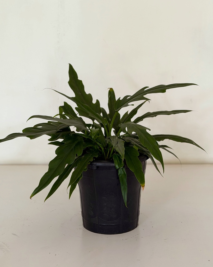 Philodendron xanadu 