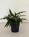 Philodendron xanadu 