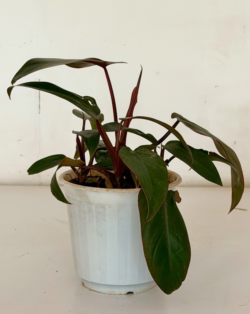 Philodendron erubescens 'Red Emerald'