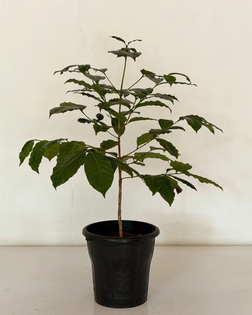 Coffea (Coffee Plant)