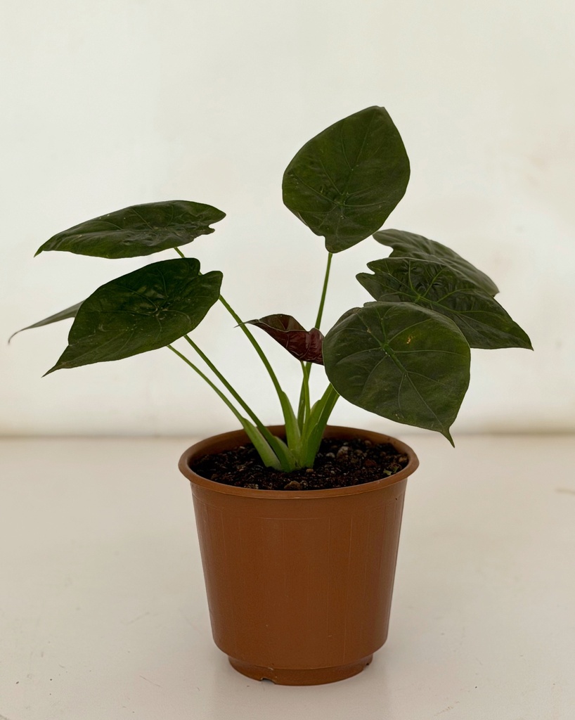 Alocasia wentii