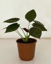 Alocasia wentii