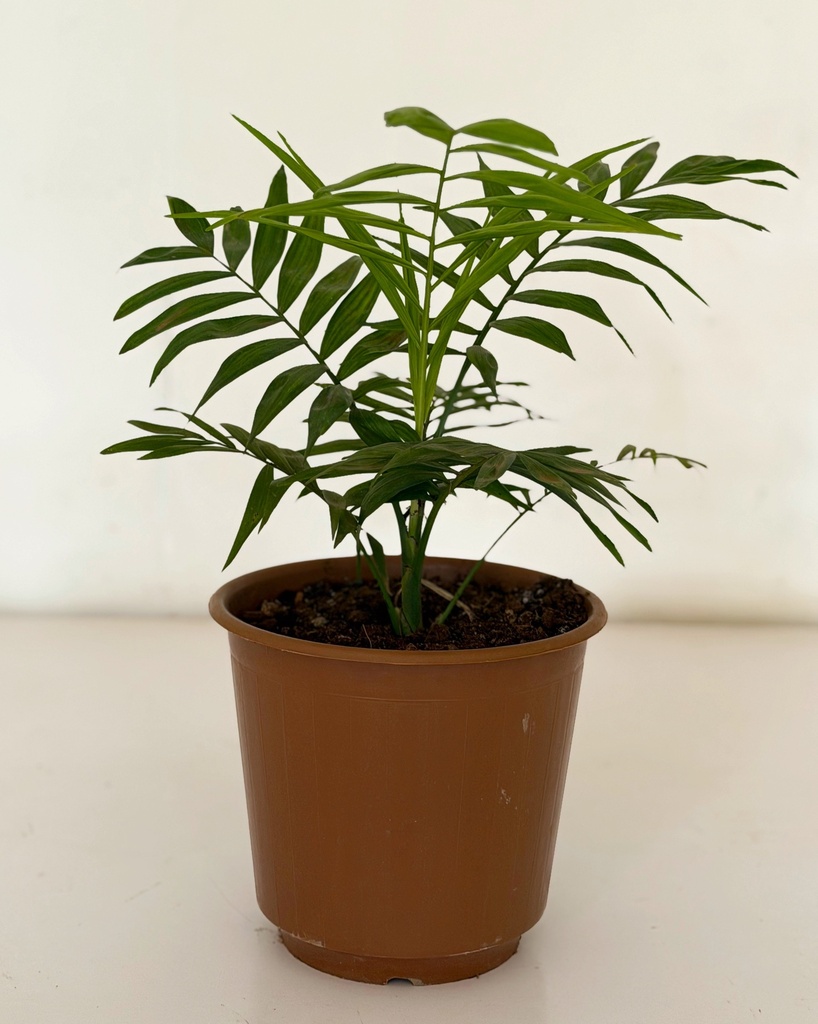 Chamaedorea elegans (Parlour Palm)