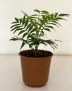 Chamaedorea elegans (Parlour Palm)