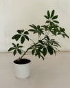 Schefflera arboricola