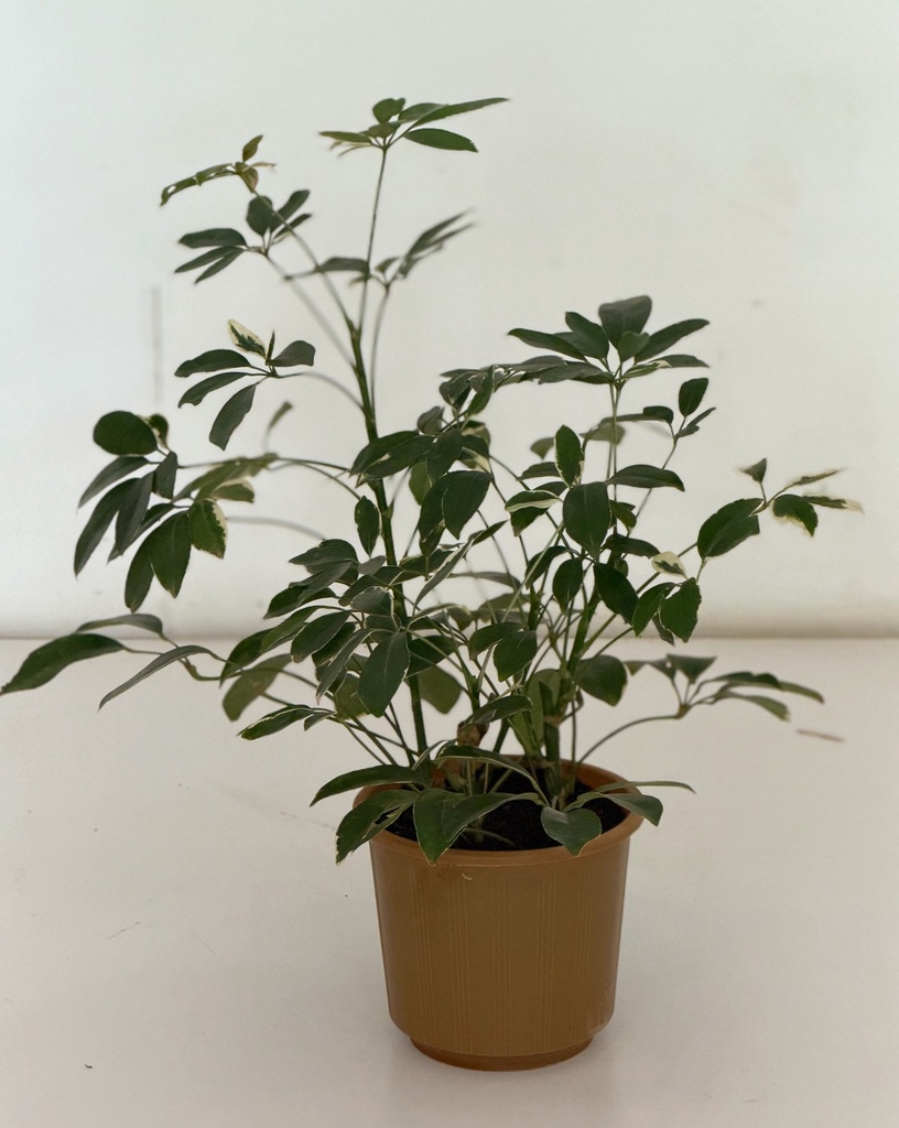 Schefflera arboricola variagata
