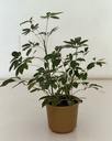 Schefflera arboricola variagata