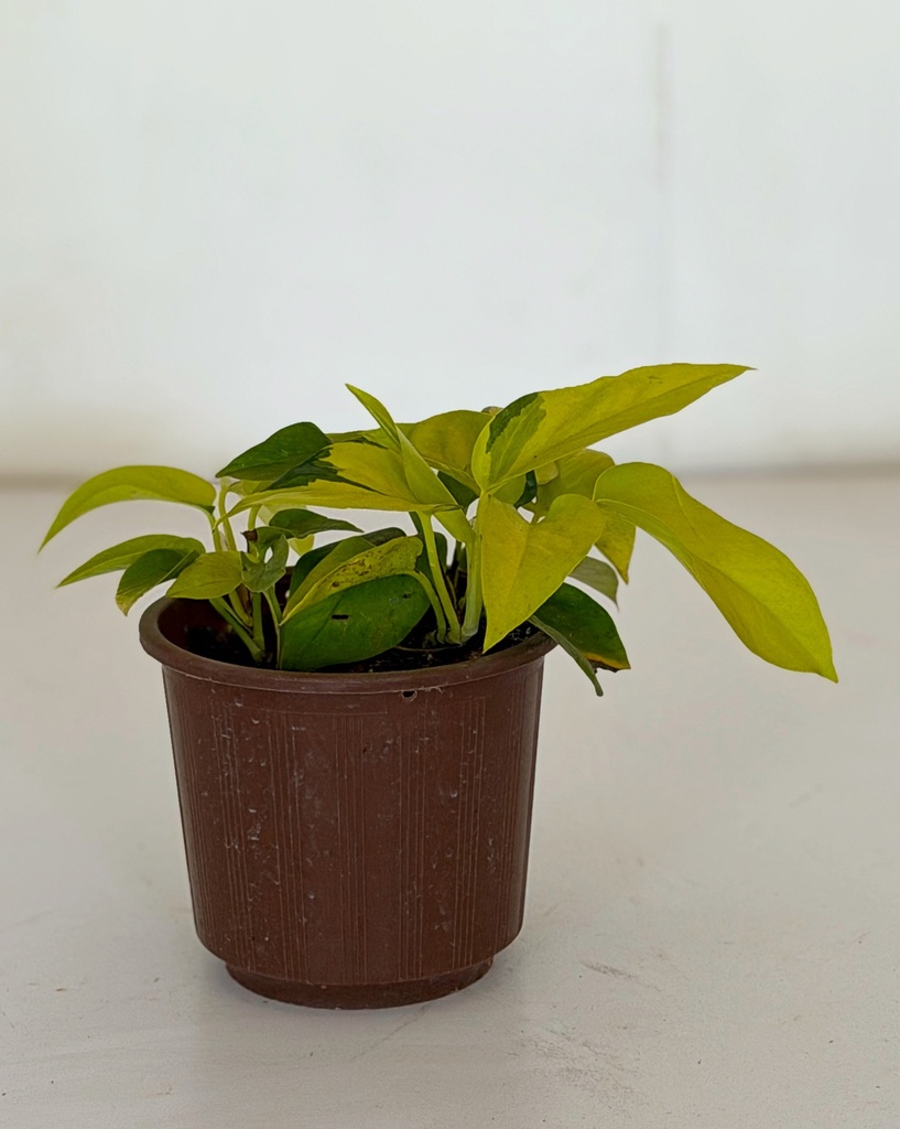 Epipremnum aureum 'Neon'