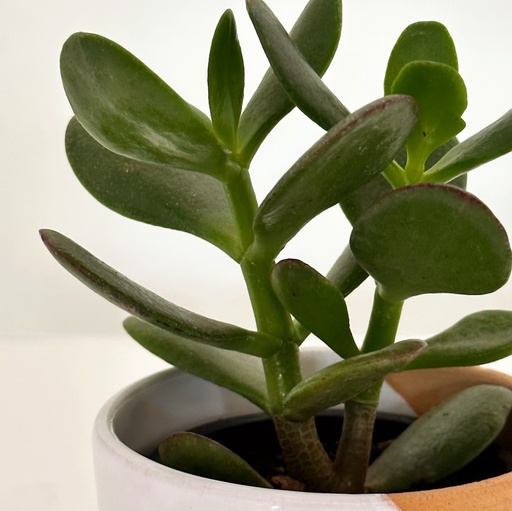 Crassula ovata (Jade Plant)