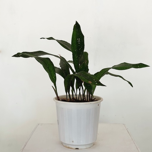 Aspidistra eliator 'Milky Way'