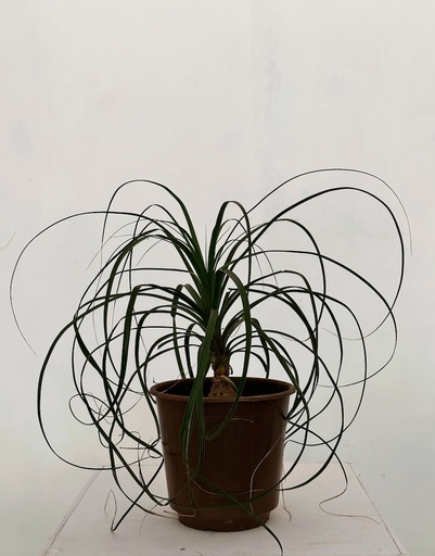 Beaucarnea recurvata