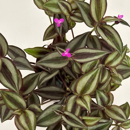 Tradescantia zebrina 