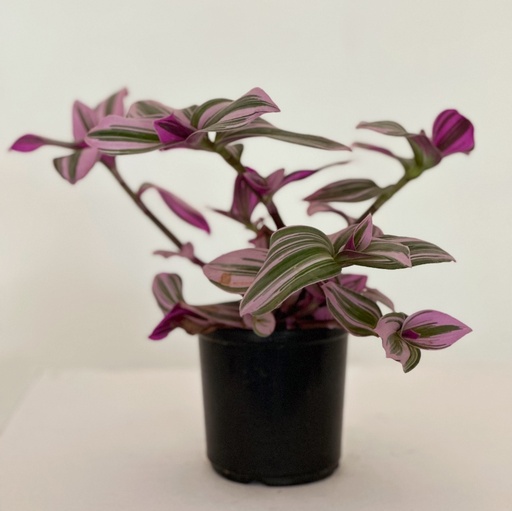 Tradescantia flumensis 'Nanouk'