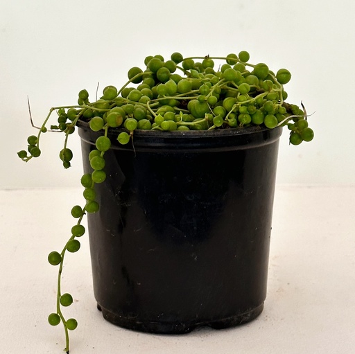 Senecio rowleyanus