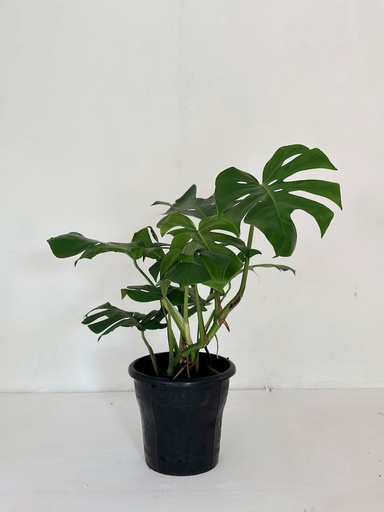 Monstera deliciosa 