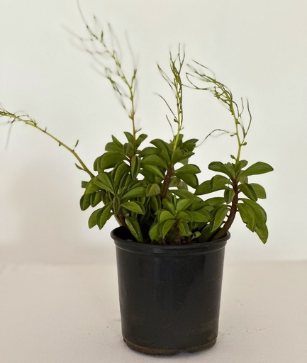 Peperomia dolabriformis