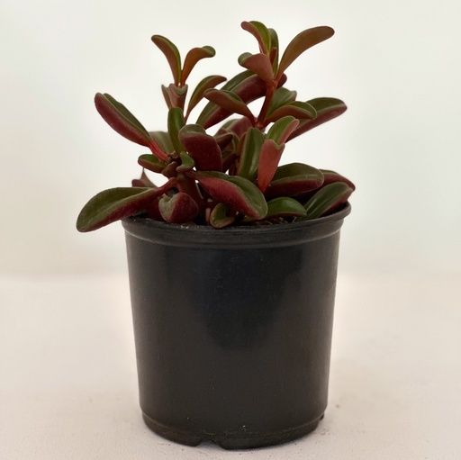 Peperomia dolabriformis 'Ruby Glow'