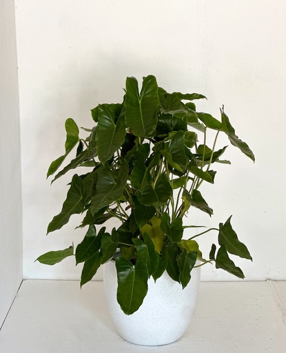 Philodendron burle-marxii