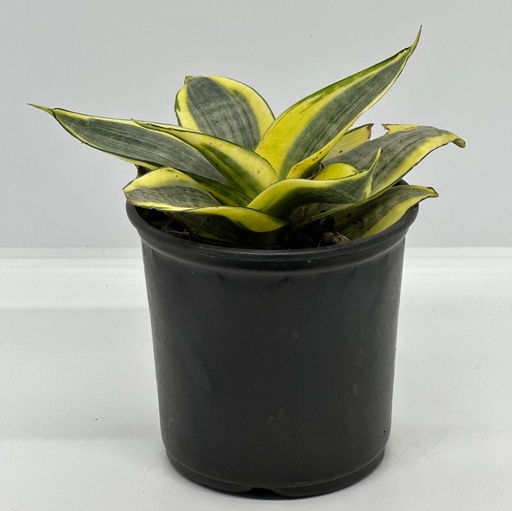 Sansevieria golden hahnii