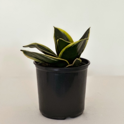 Sansevieria hahnii 'Black Star'