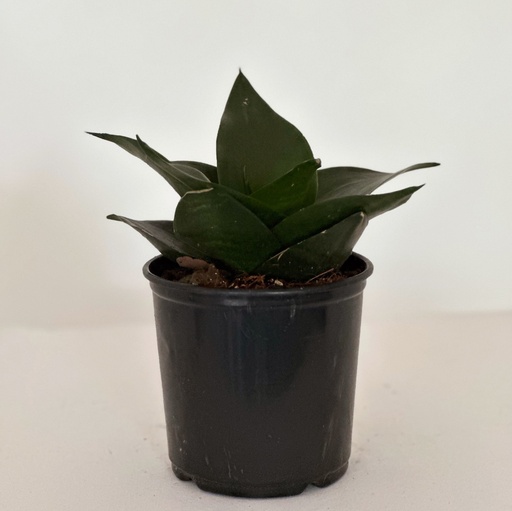 Sansevieria hahnii 'Jade'
