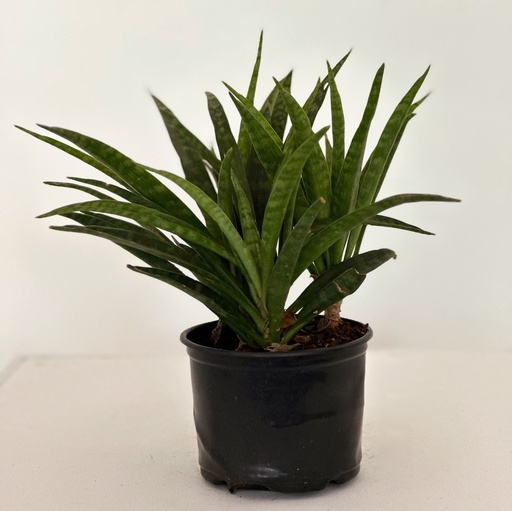 Sansevieria parva