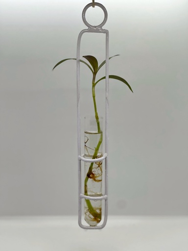 Hydra Water Prop / Bud Vase