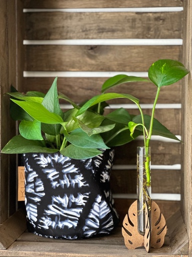 Monstera Test Tube Propagation Vase