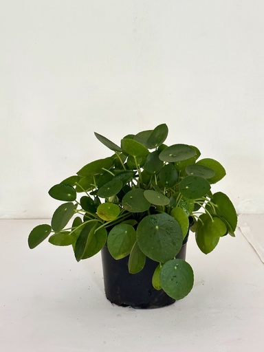 Pilea Peperomioides