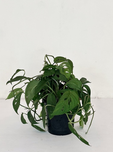 Monstera adansonii