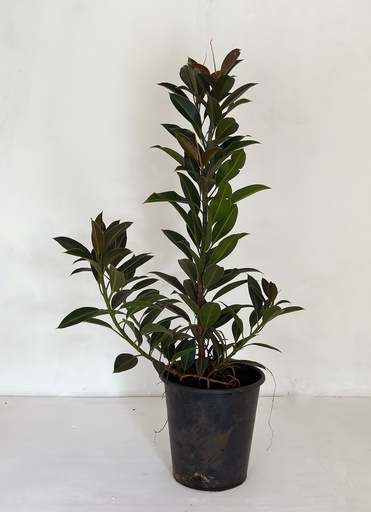 Ficus elastica 'Melany'