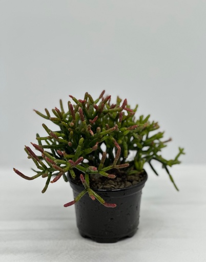 Rhipsalis cereuscula