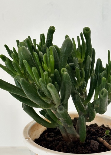 Crassula ovata 'Gollum'