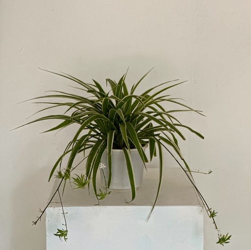 Chlorophytum comosum