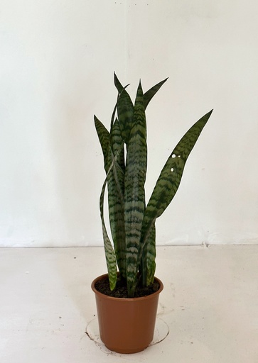 Sansevieria trifasciata