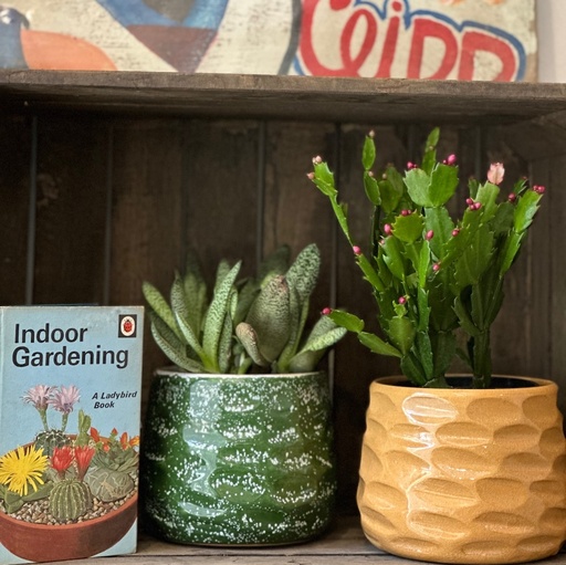 Rosa Pot 