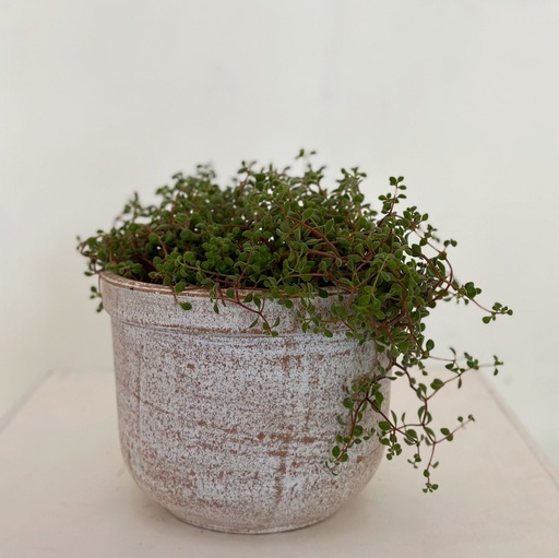 Original Terracotta Size 5 