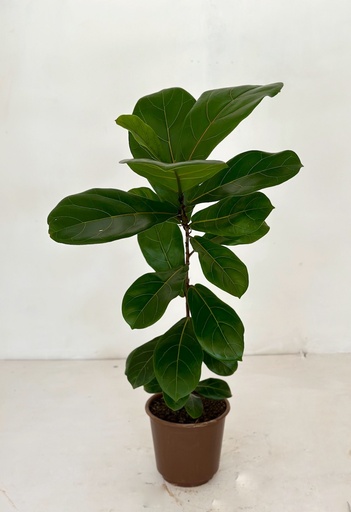 Ficus lyrata